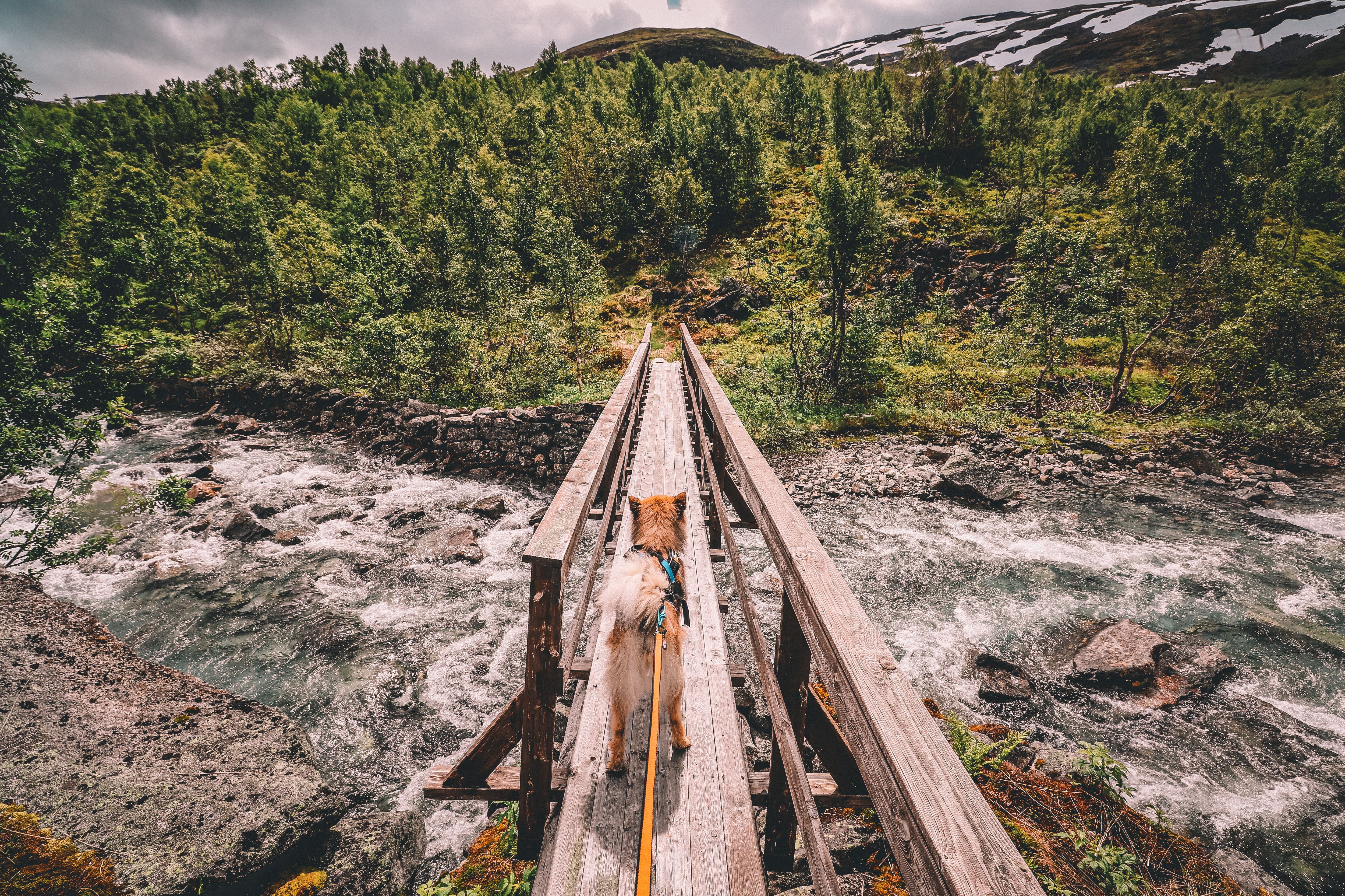 Non-Stop Dog Wear: Bungee Dog Leash