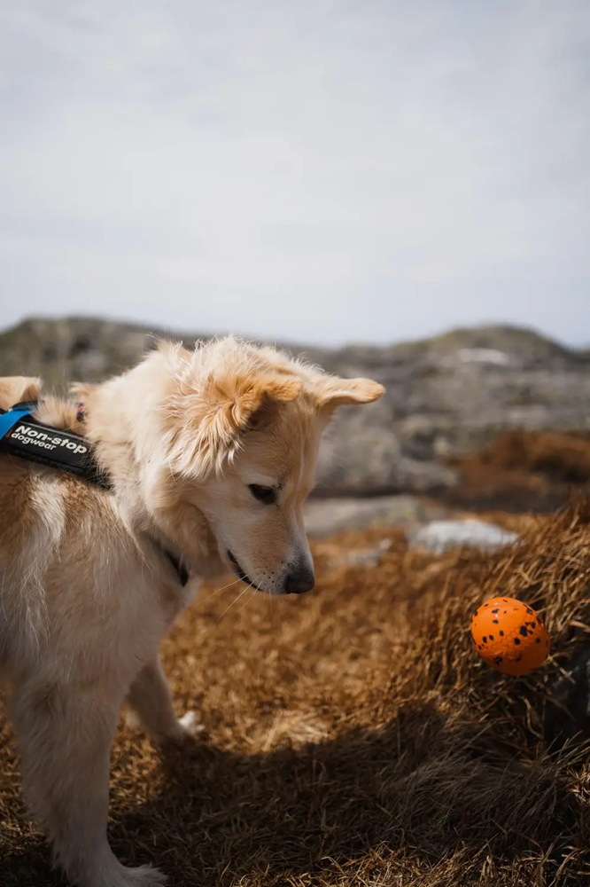 Non-Stop Dog Wear: Dog Toy, Ball