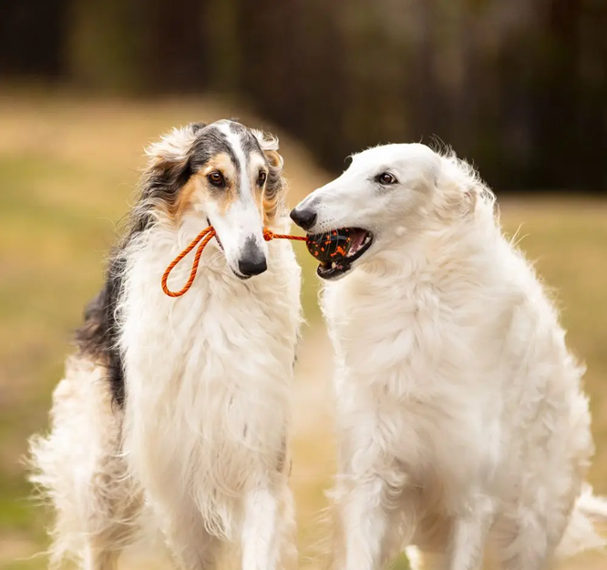 Non-Stop Dog Wear: Dog Toy, Ball on Rope