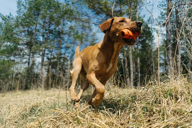 Non-Stop Dog Wear : Dog Toy, Throw Toy