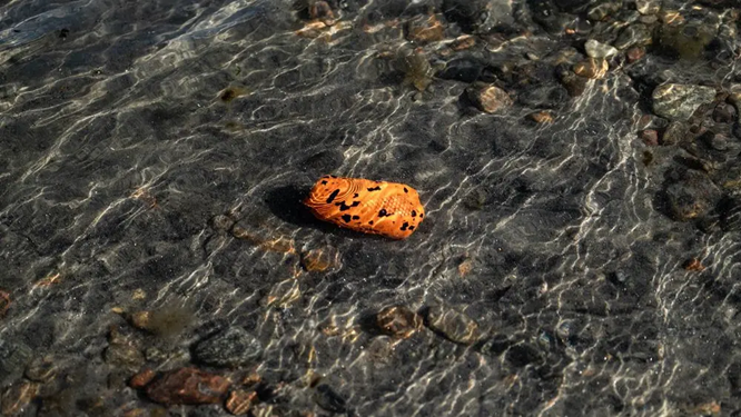 Non-Stop Dog Wear : Dog Toy, Throw Toy