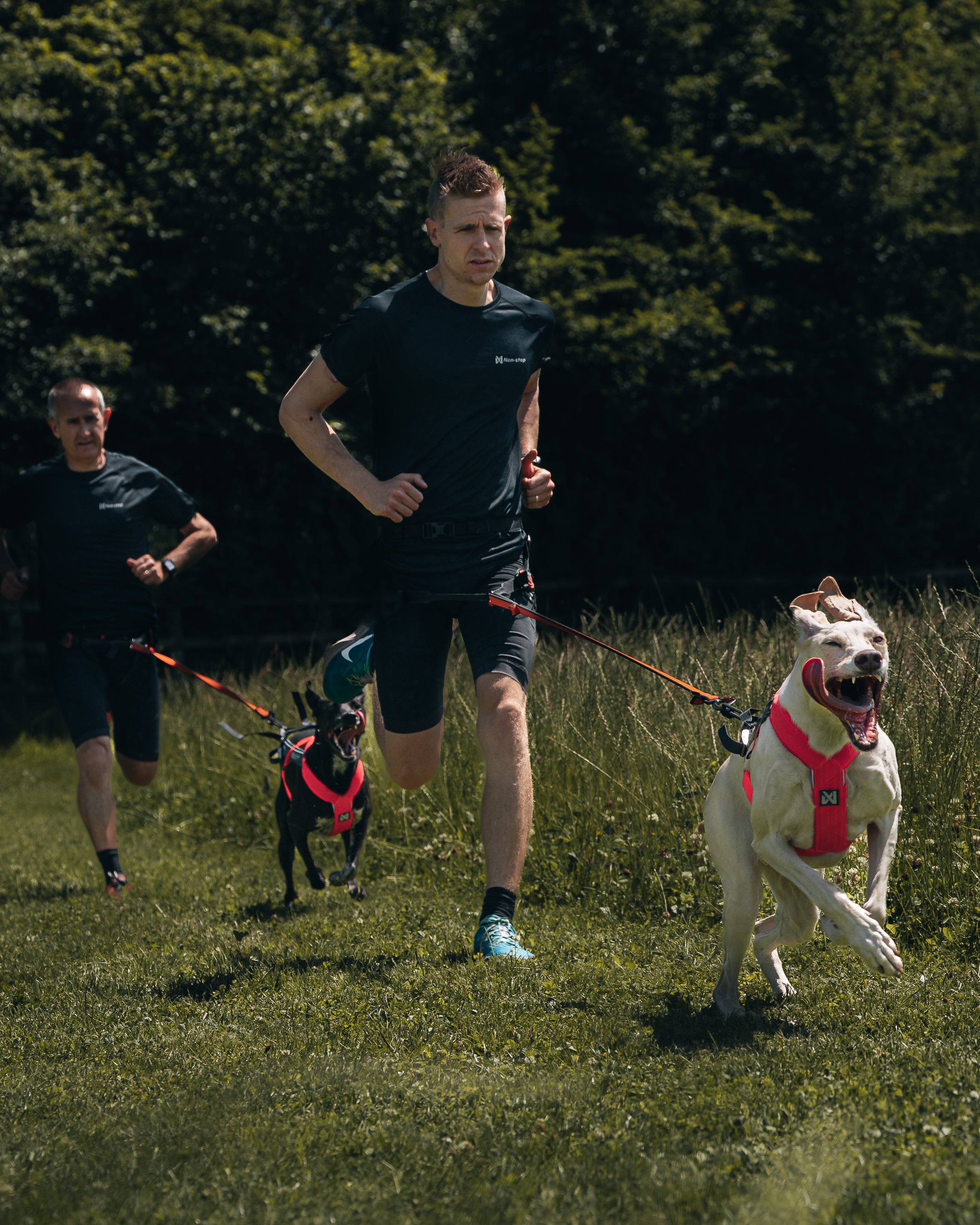 Non-Stop Dog Wear: Freemotion Harness 5.0