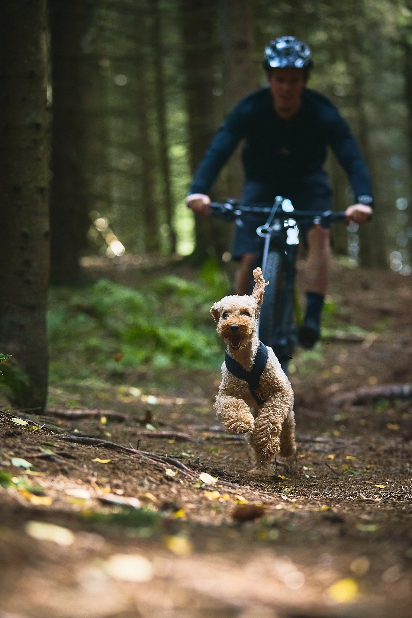 Non-Stop Dog Wear: Freemotion Harness