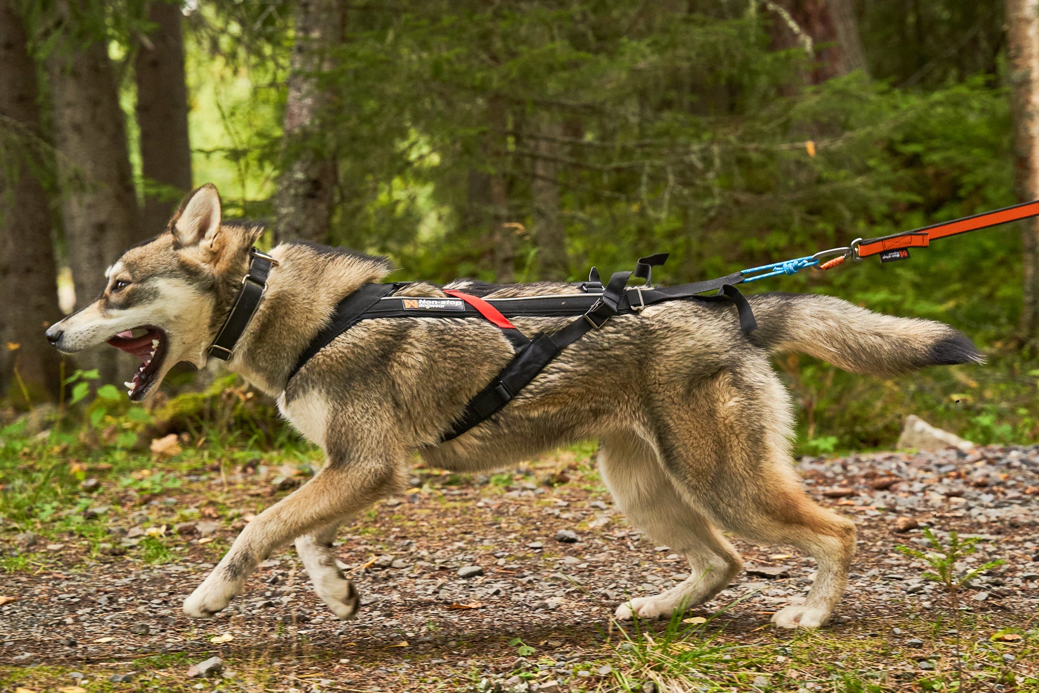 Non-Stop Dog Wear: Freemotion Harness