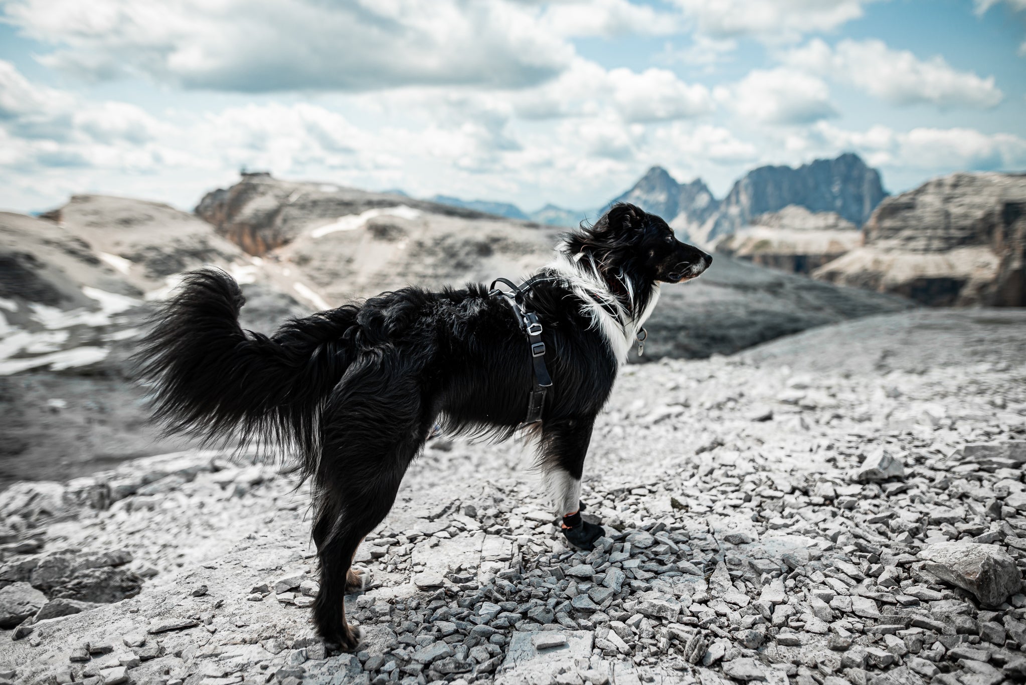 Non-Stop Dog Wear: Line Harness Grip