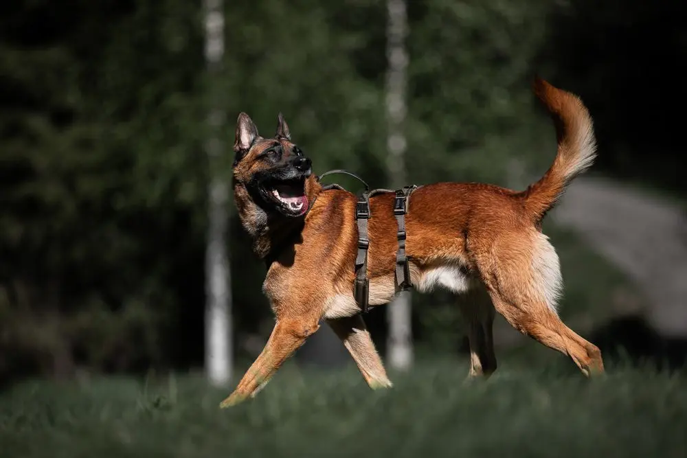 Non-Stop Dog Wear: Line Harness Long WD