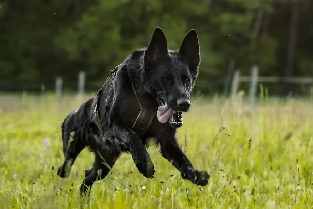 Non-Stop Dog Wear: Line Harness Long WD