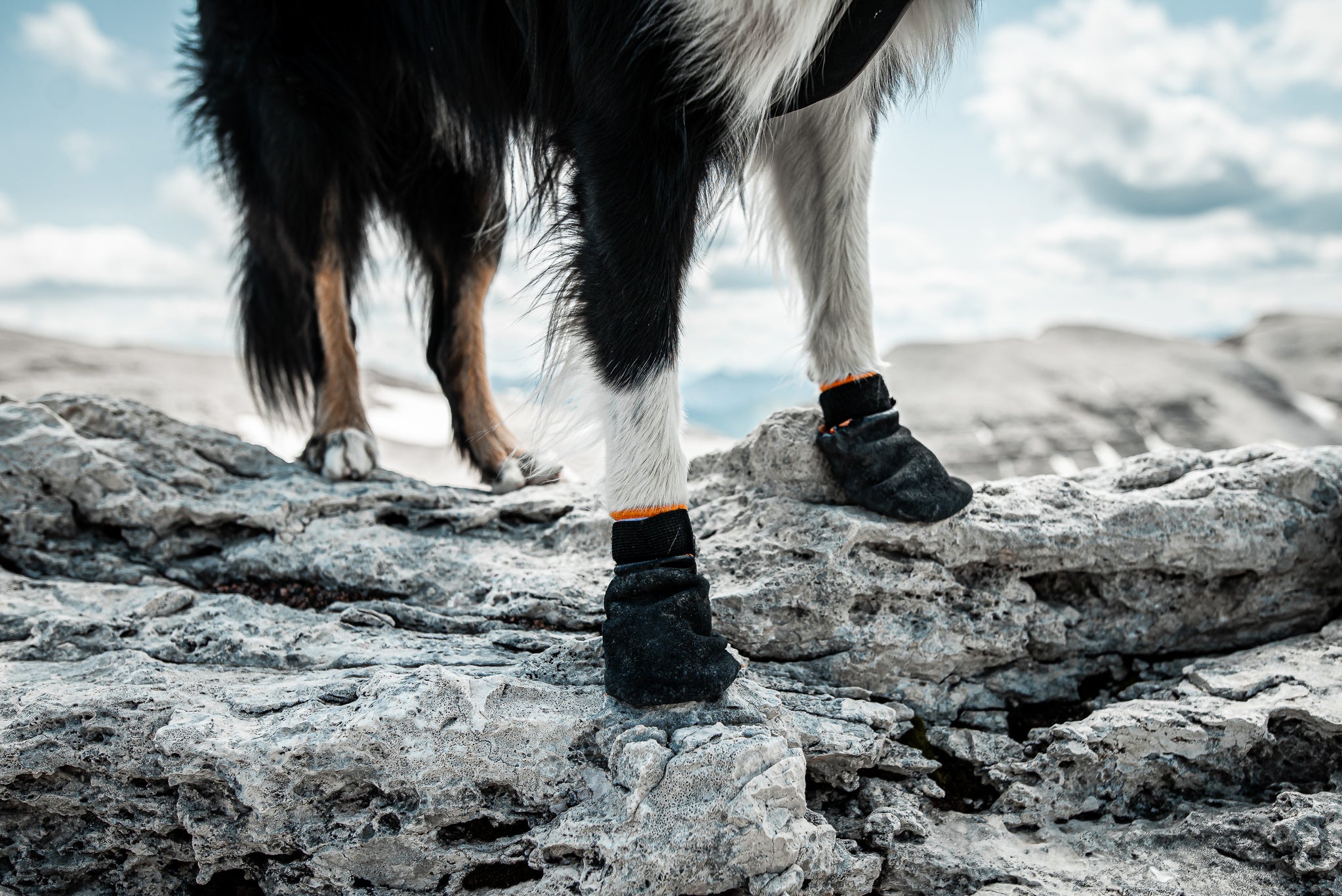 Non-Stop Dog Wear, Protector Booties