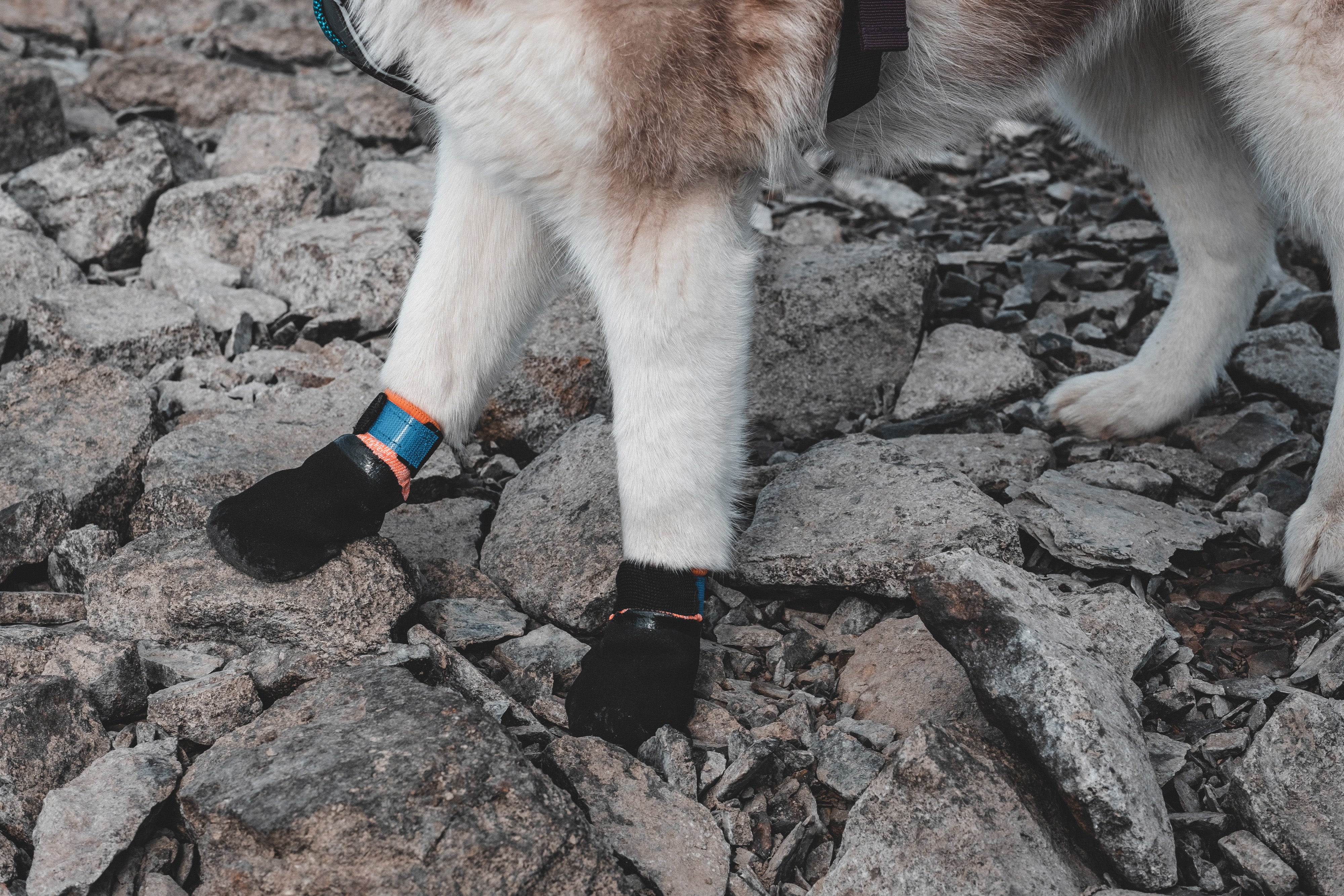 Non-Stop Dog Wear, Protector Booties