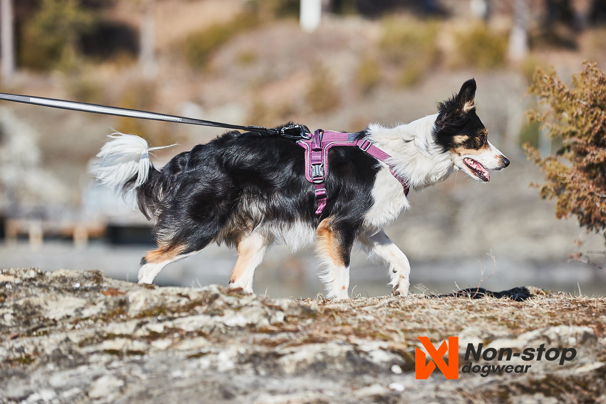 Non-Stop Dog Wear: Ramble Harness