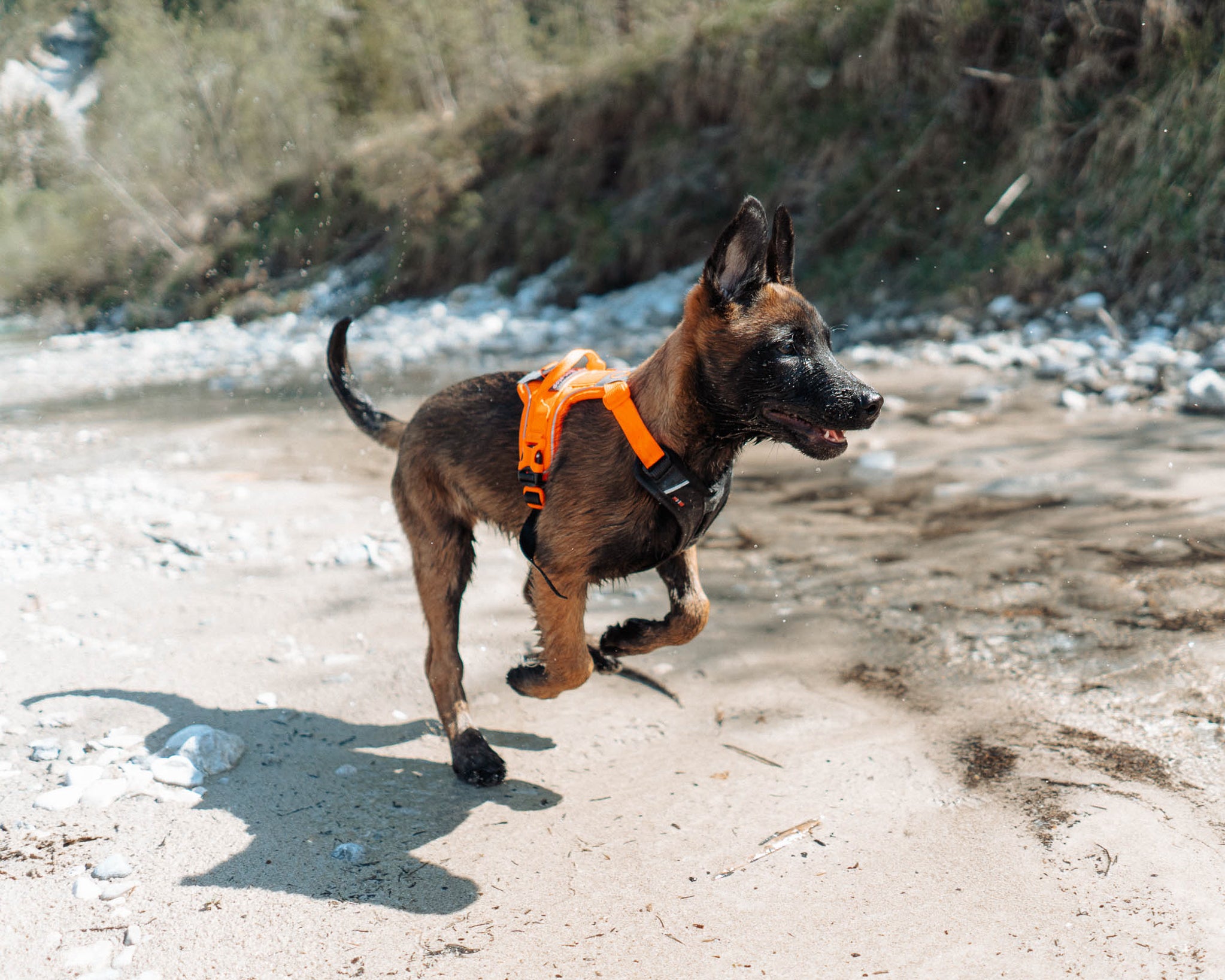 Non-Stop Dog Wear: Ramble Harness