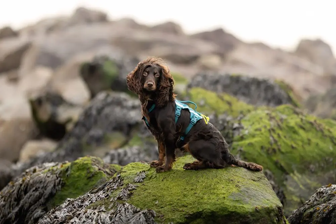 Non-Stop Dog Wear: Ramble Harness Long