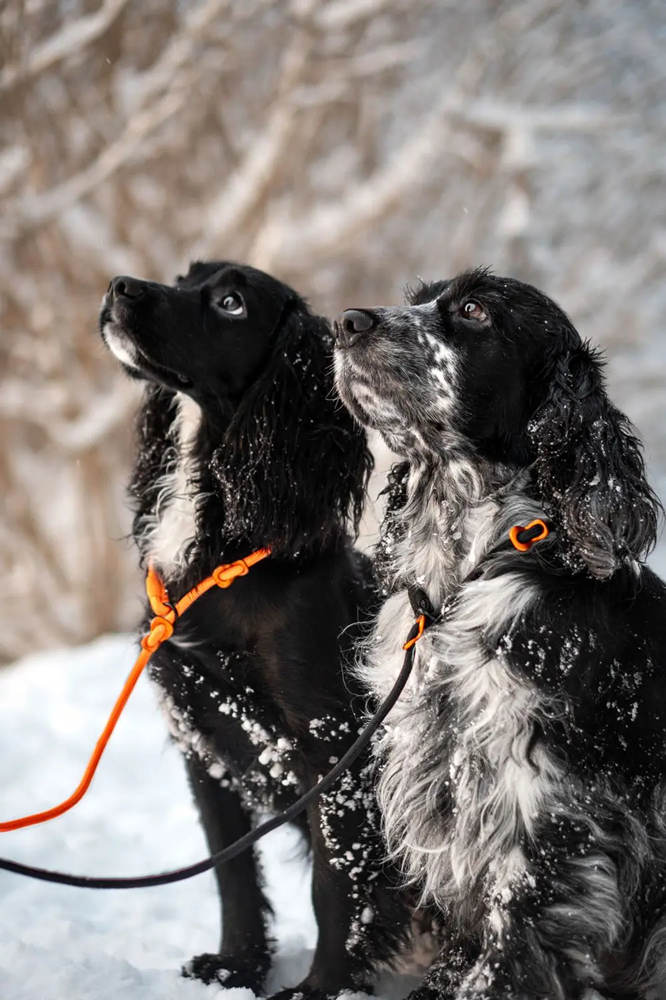 Non-Stop Dog Wear: Retriever Leash (slip lead)