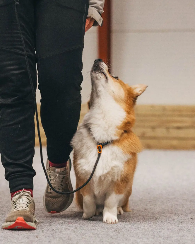 Non-Stop Dog Wear: Retriever Leash (slip lead)