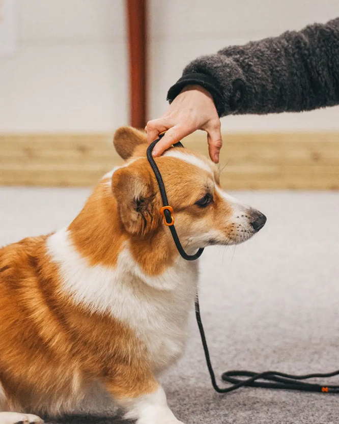 Non-Stop Dog Wear: Retriever Leash (slip lead)