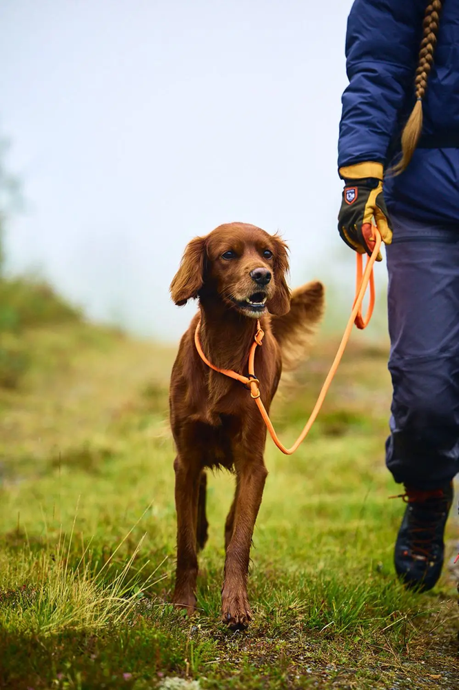 Non-Stop Dog Wear: Retriever Leash (slip lead)