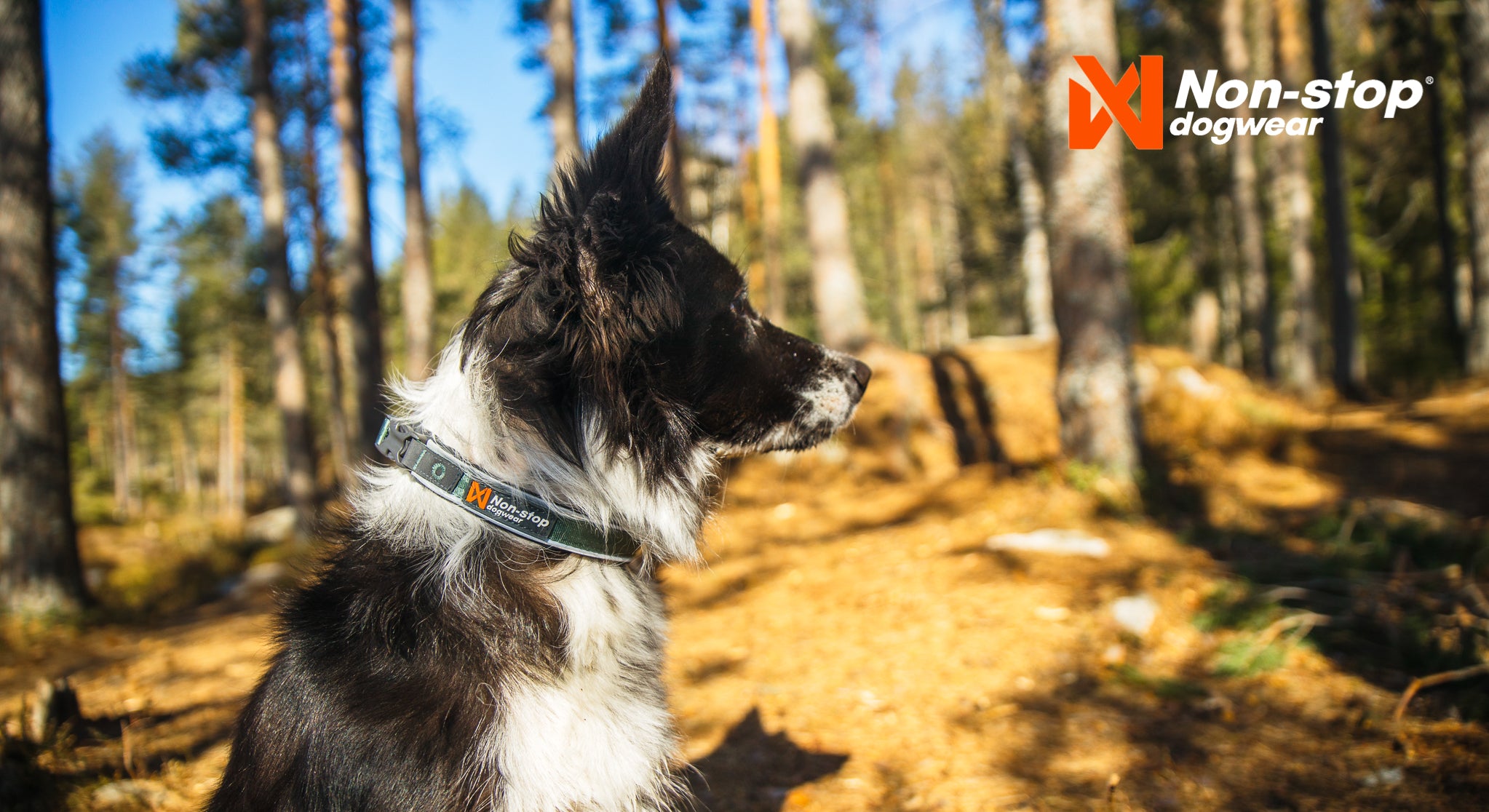 Non-Stop Dog Wear: Roam Collar