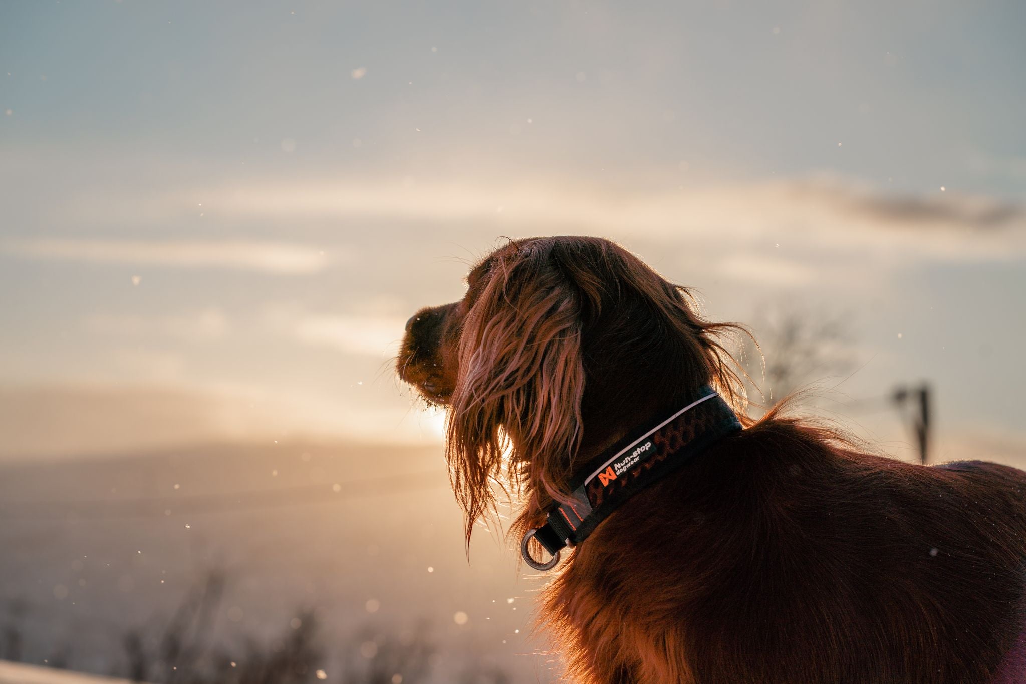 Non-Stop Dog Wear: Rock Collar 3.0, Semi-Slip Collar