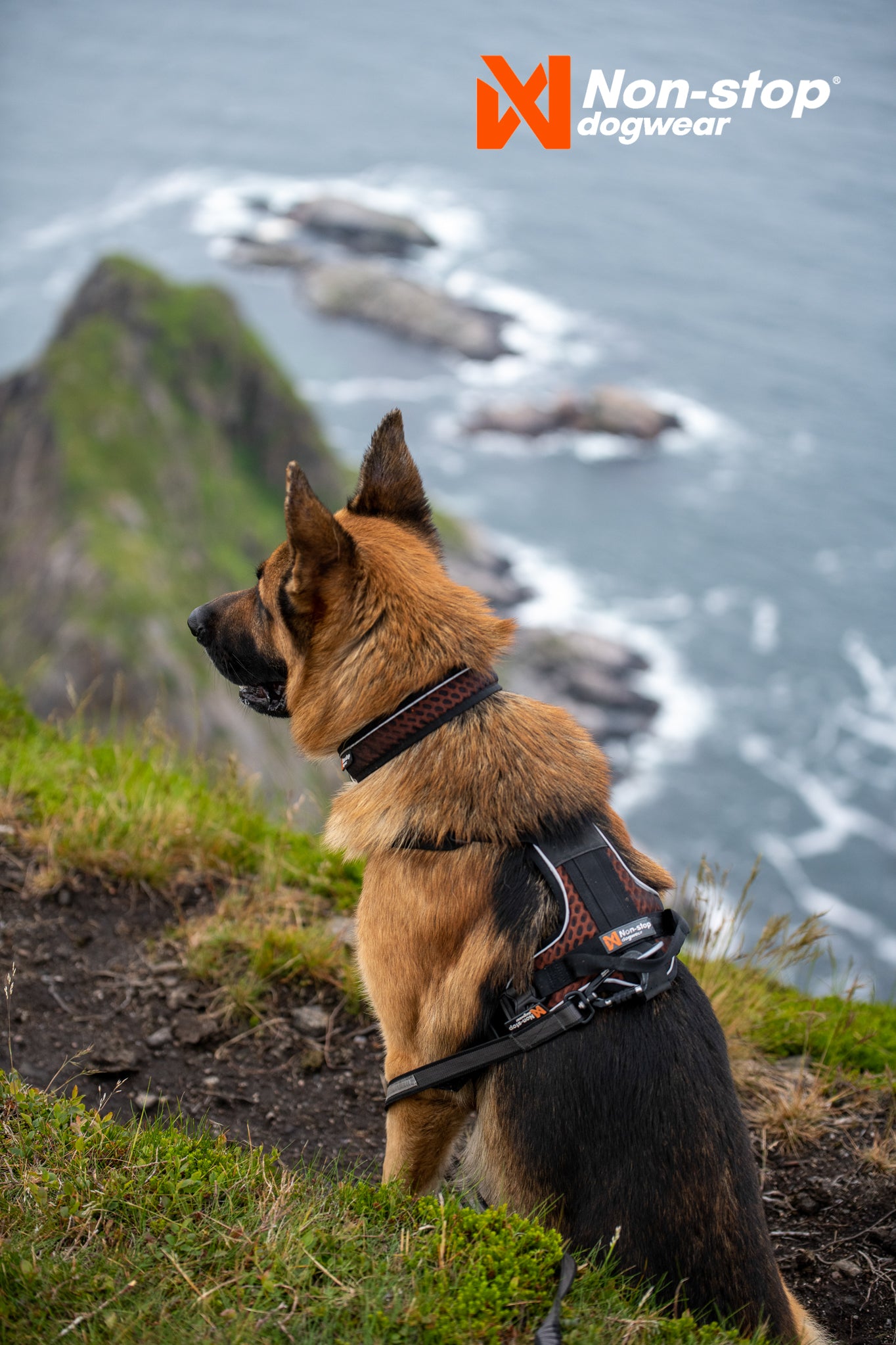 Non-Stop Dog Wear: Rock Harness