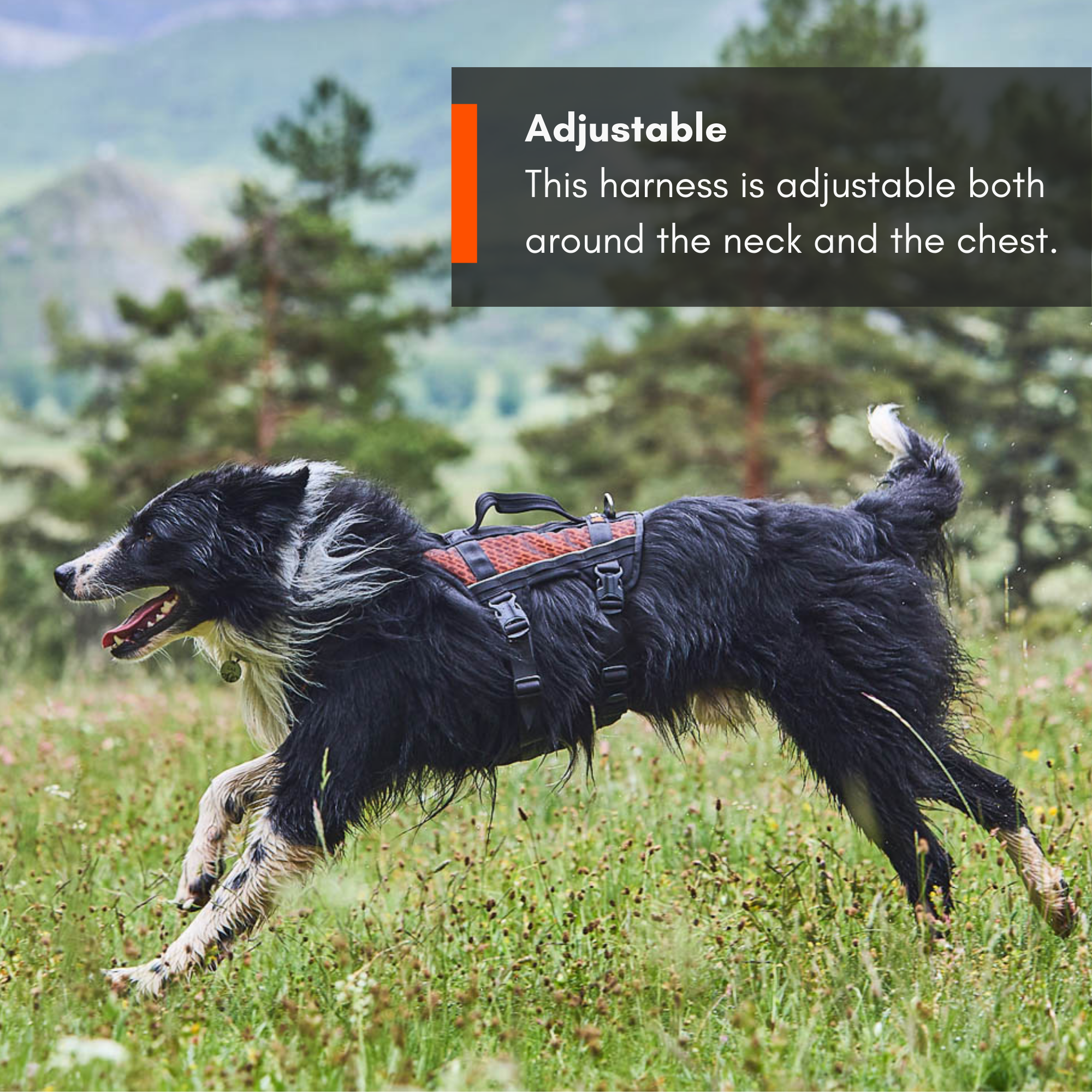 Non-Stop Dog Wear: Rock Harness Long