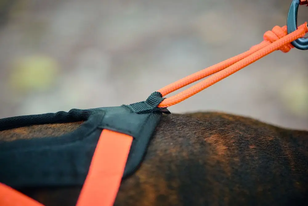 Non-Stop Dog Wear : Rush Harness