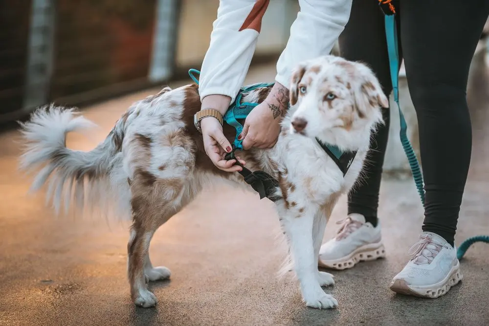 Non-Stop Dog Wear : Rush Harness