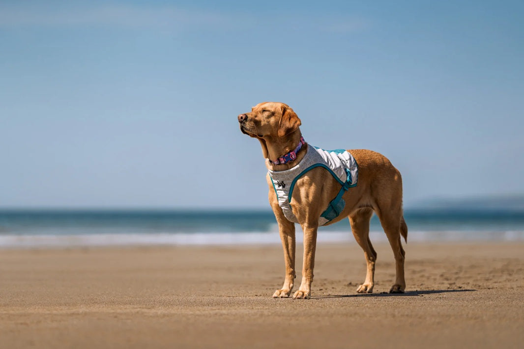 Non-Stop Dog Wear: Cooling Vest
