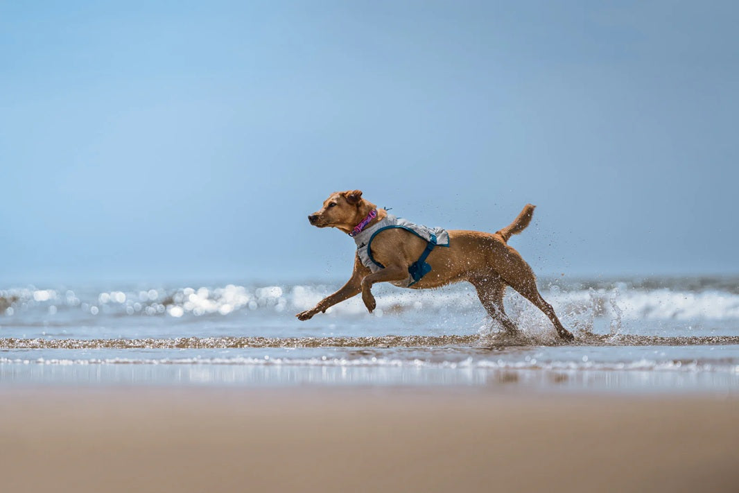 Non-Stop Dog Wear: Cooling Vest
