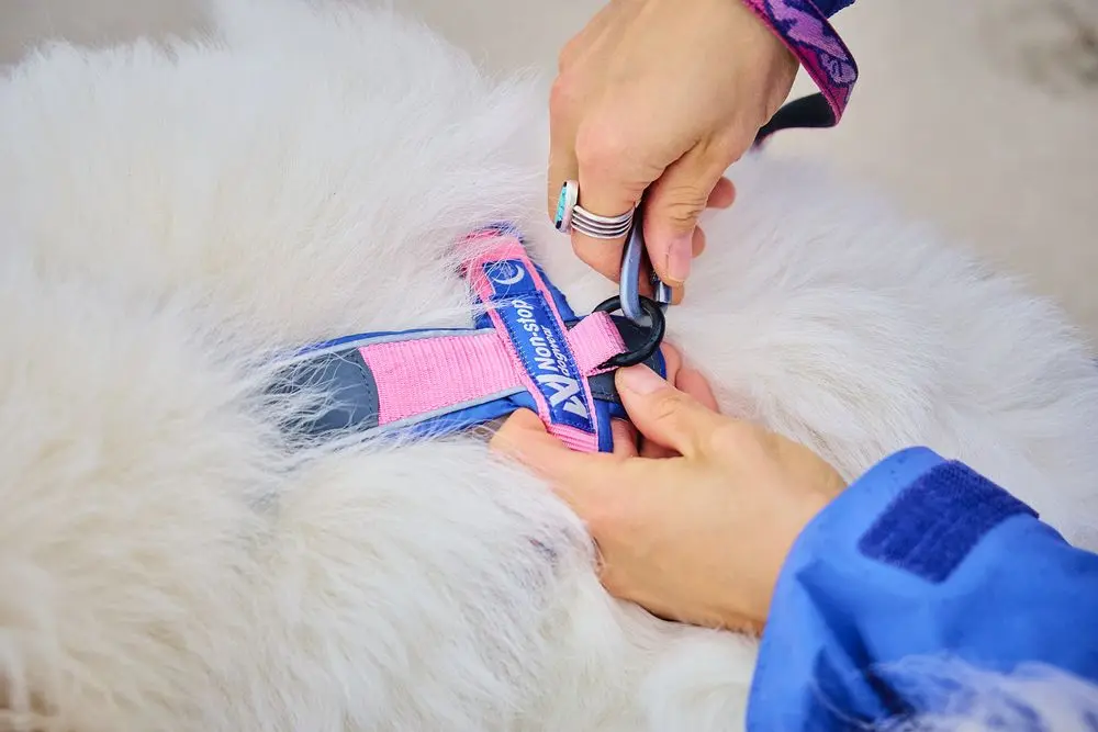 Non-Stop Dog Wear : Rachel Pohl Signature Series Line Harness 5.0 Purple/Pink