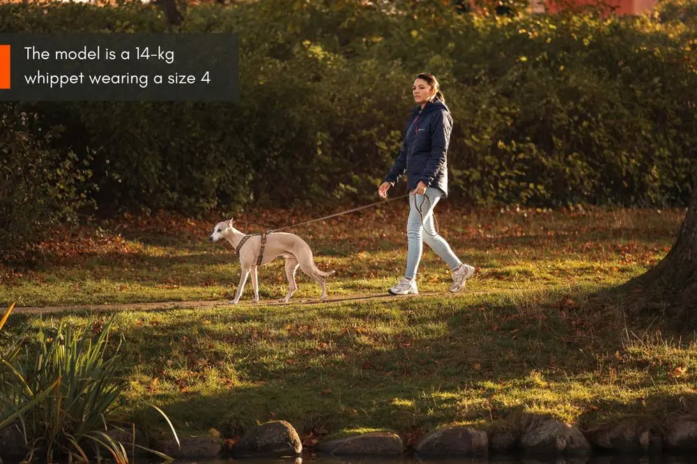 Non-Stop Dog Wear : Rachel Pohl Signature Series Line Harness 5.0 Teal/Oak