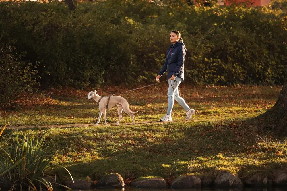 Non-Stop Dog Wear: Rachel Pohl Signature Series Trail Quest Leash Teal/Oak