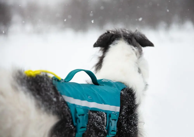 Non-Stop Dog Wear: Ramble Harness Long