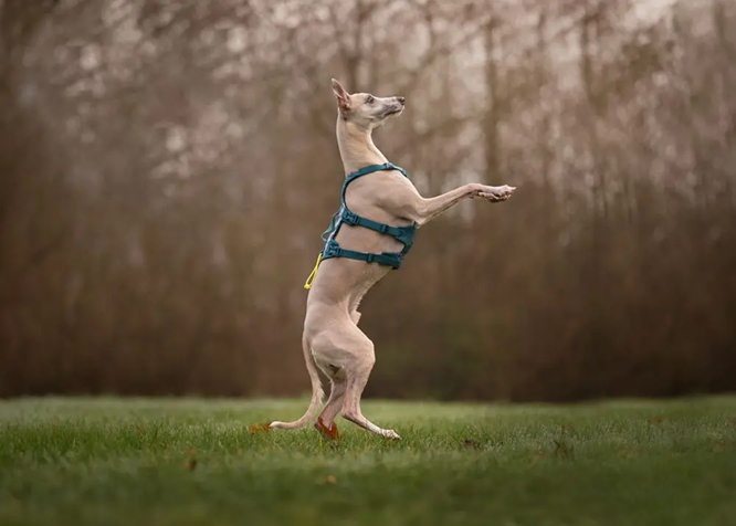 Non-Stop Dog Wear: Ramble Harness Long