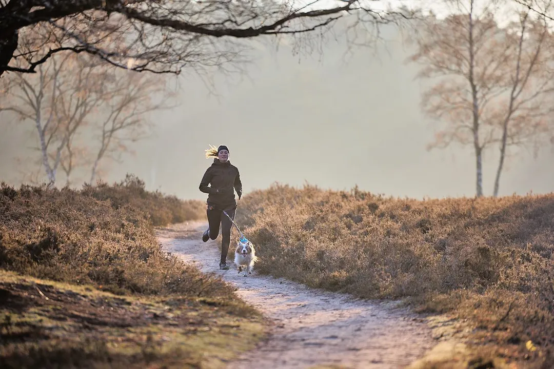 Non-Stop Dog Wear: Touring Bungee Dog Leash - Teal