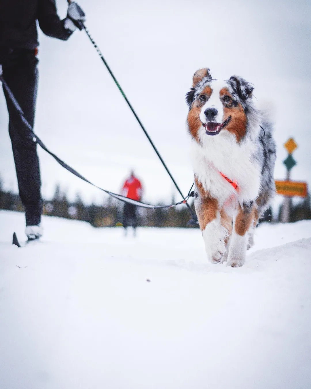 Non-Stop Dog Wear: Touring Bungee Dog Leash - Teal
