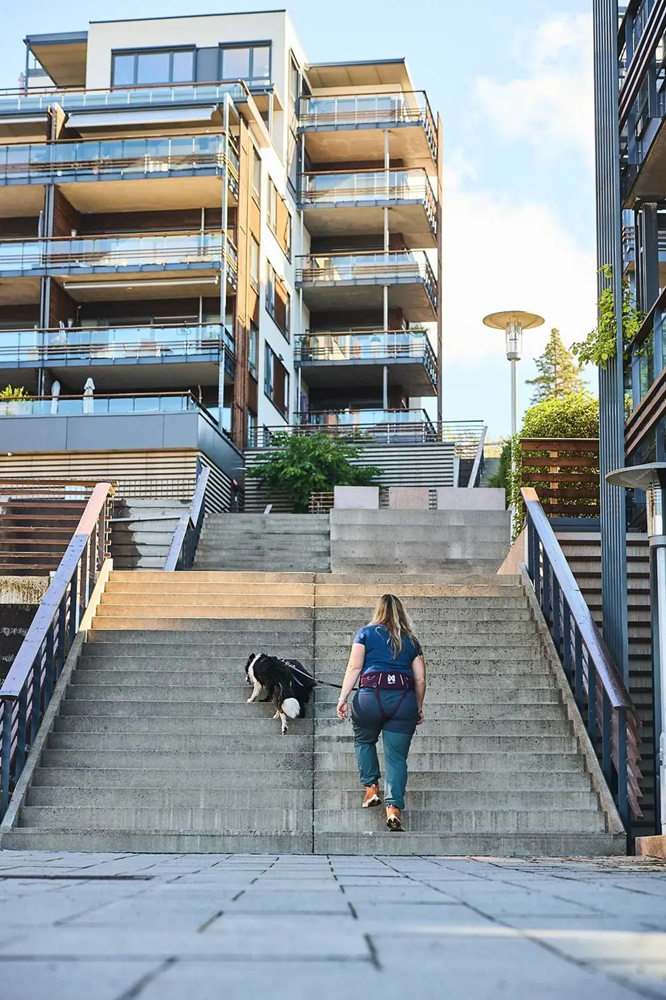 Non-Stop Dog Wear: Trekking Belt 2.0