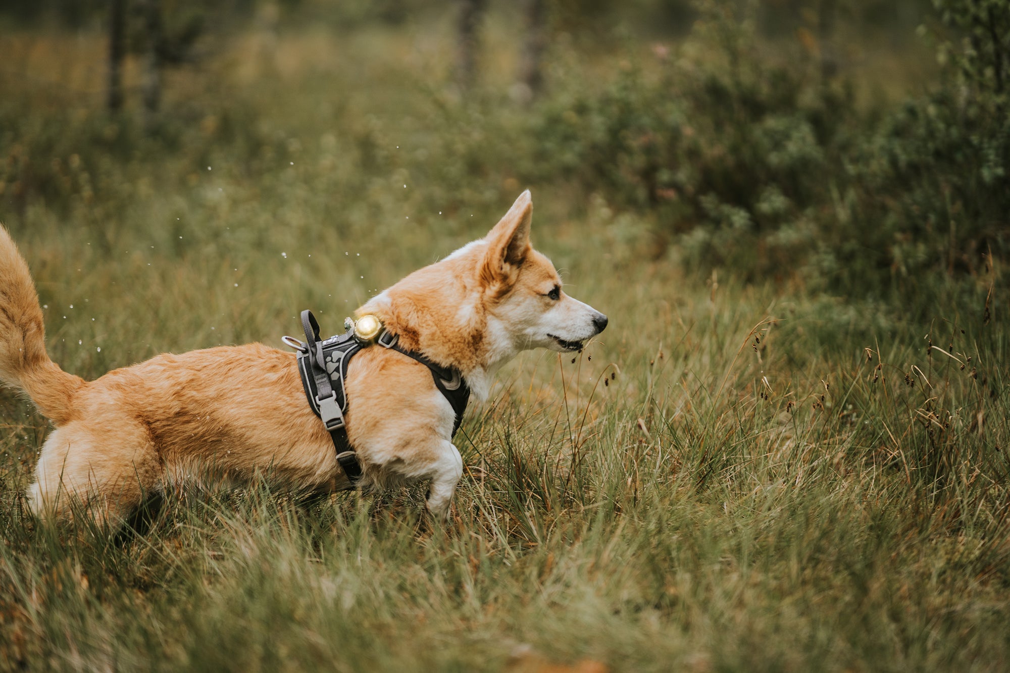 Orbiloc Dual Waterproof LED Dog Safety Light, Gold