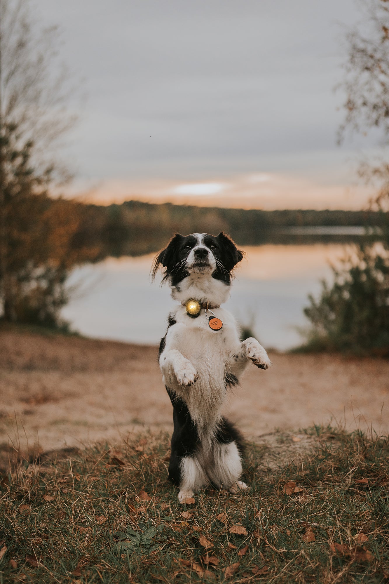 Orbiloc Dual Waterproof LED Dog Safety Light, Gold