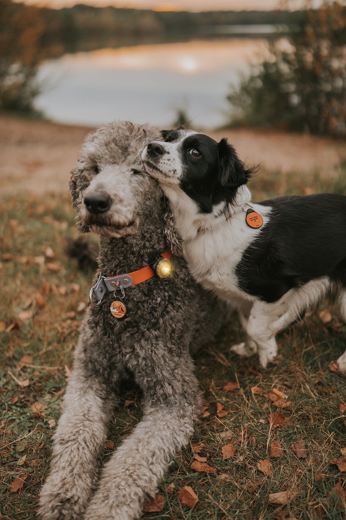 Orbiloc Dual Waterproof LED Dog Safety Light, Gold