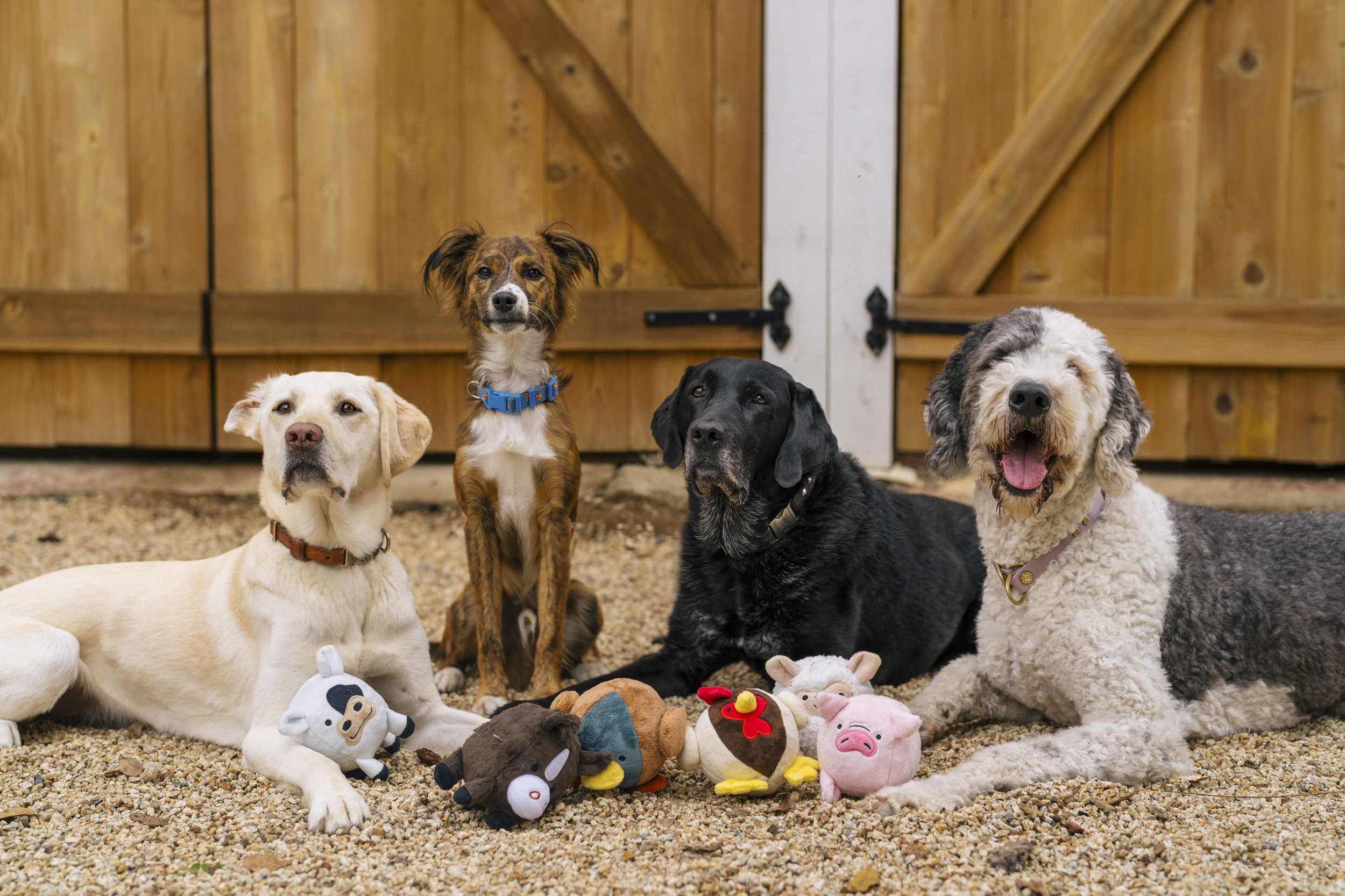 P.L.A.Y. Barnyard Buddies Squeaky Plush Dog Toy, Dana the Duck