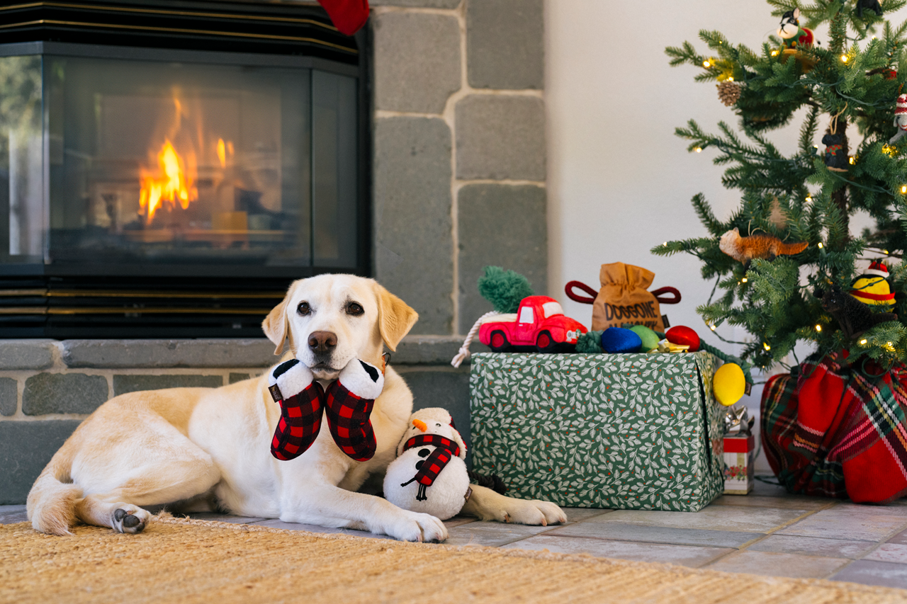 P.L.A.Y. Home for the Holidays: Squeaky Interactive Dog Toy Bundle
