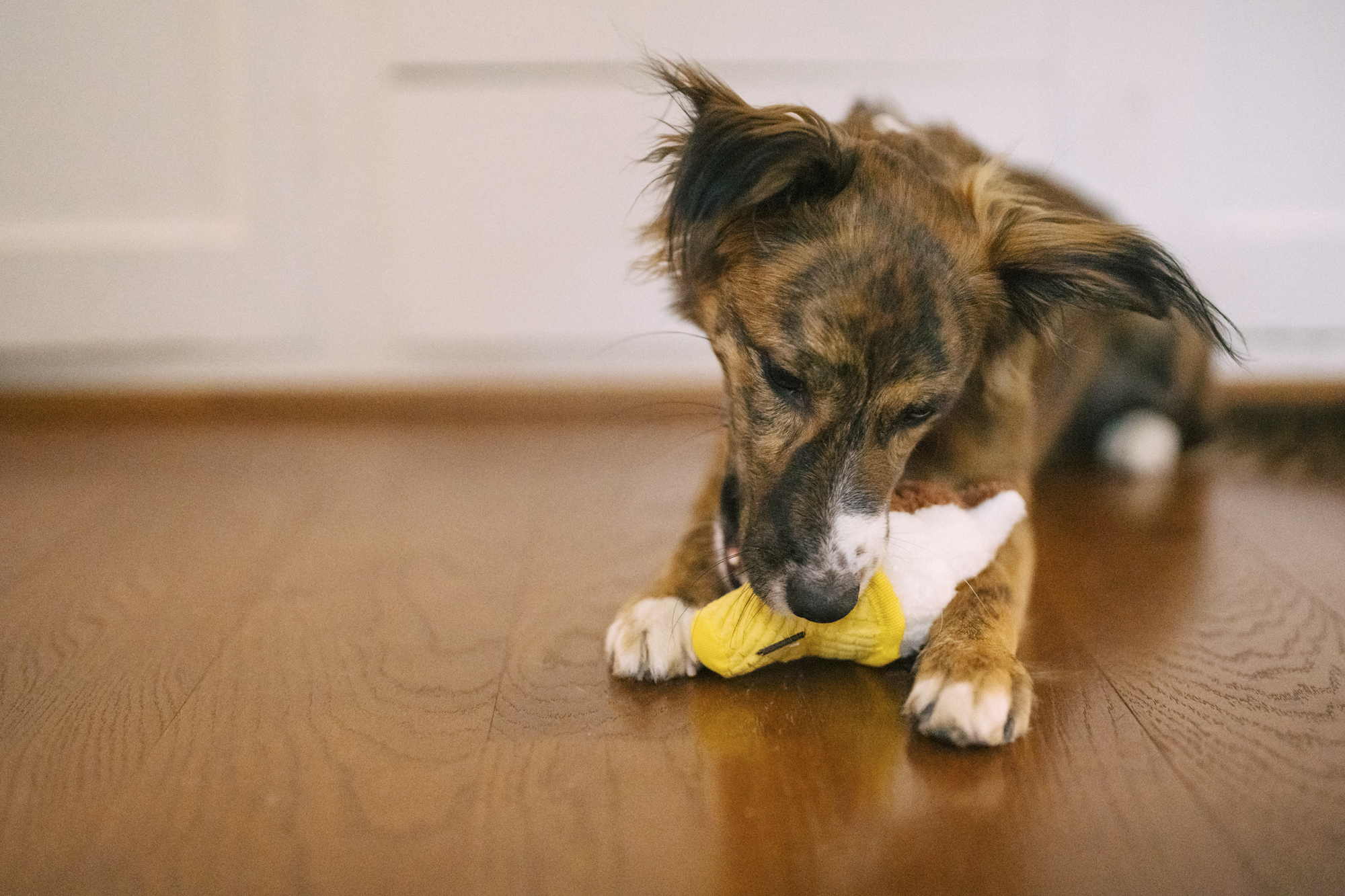 P.L.A.Y. Snack Attack Squeaky Plush Dog toys, Swirls n Slobbers Soft Serve (mini sized)