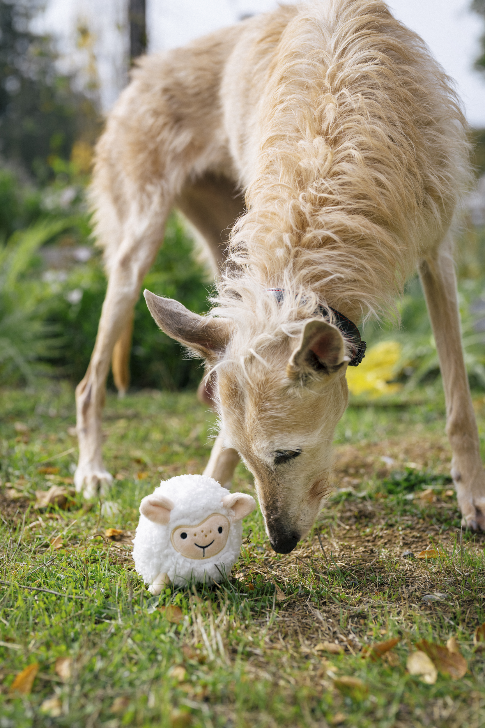 P.L.A.Y. Barnyard Buddies Squeaky Plush Dog Toy, Sadie the Sheep