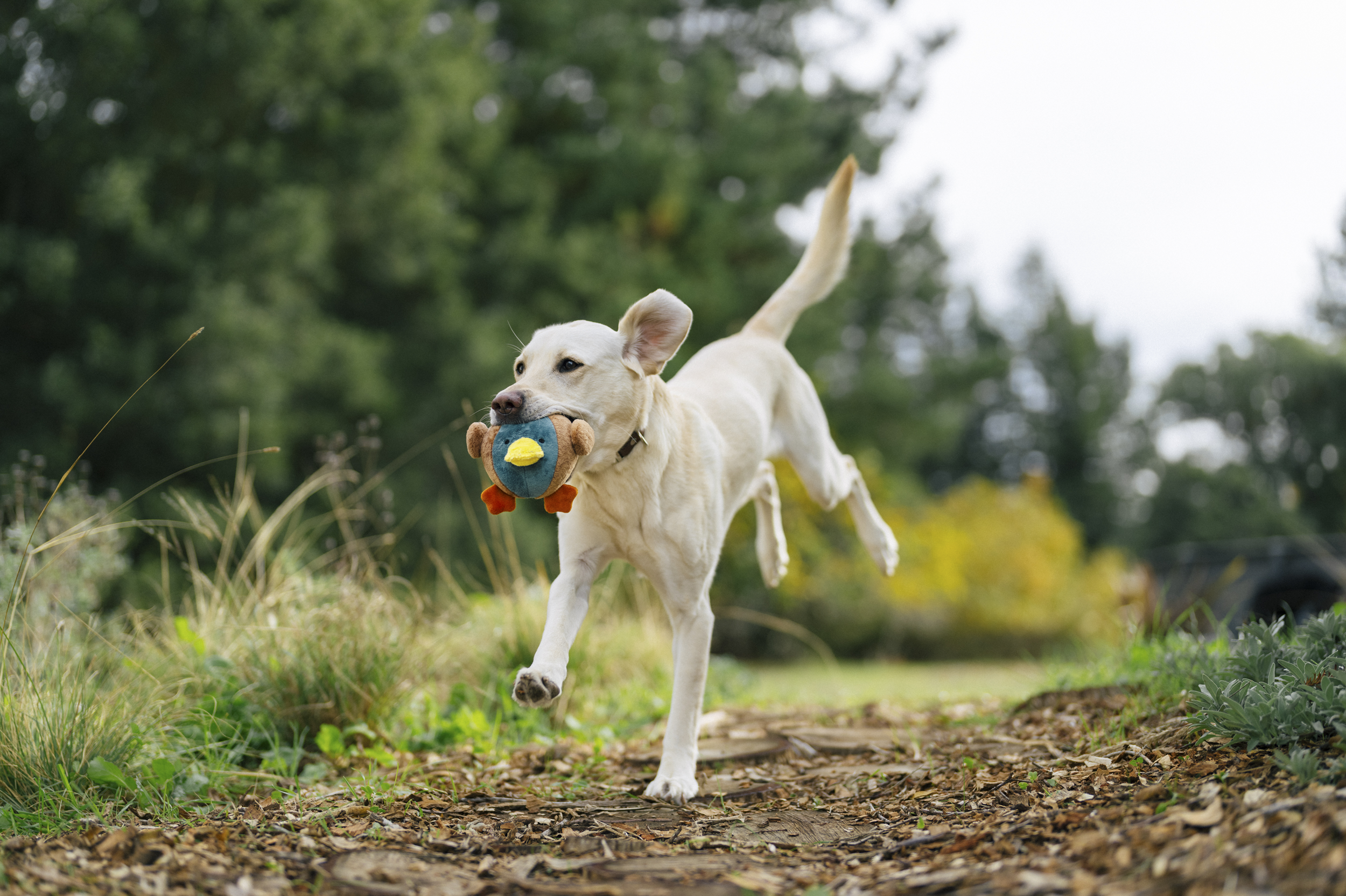 P.L.A.Y. Barnyard Buddies Squeaky Plush Dog Toy, Dana the Duck