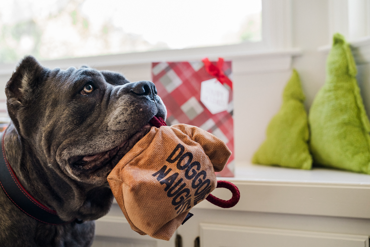 P.L.A.Y. Home for the Holidays: Squeaky Interactive Dog Toy Bundle