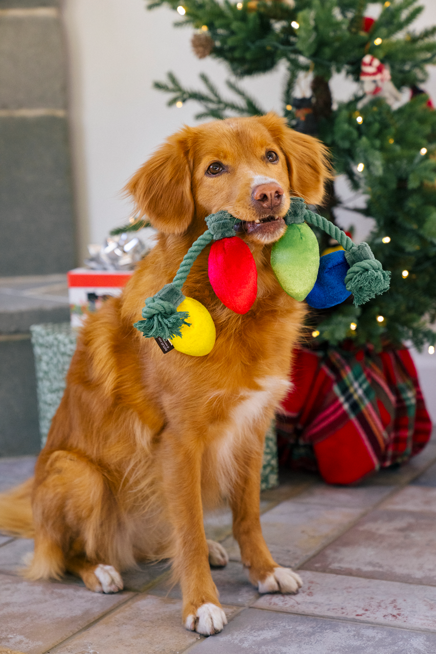 P.L.A.Y. Home for the Holidays: Squeaky Interactive Dog Toy Bundle