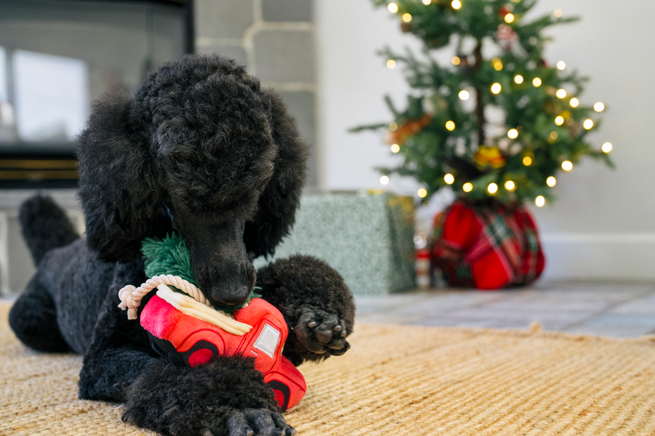 P.L.A.Y. Home for the Holidays: Squeaky Interactive Dog Toy Bundle