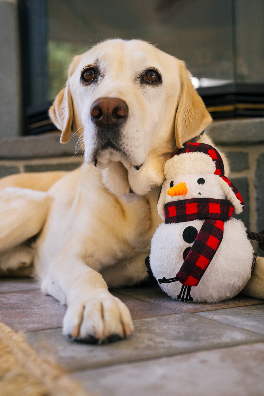 P.L.A.Y. Home for the Holidays: Squeaky Interactive Dog Toy Bundle