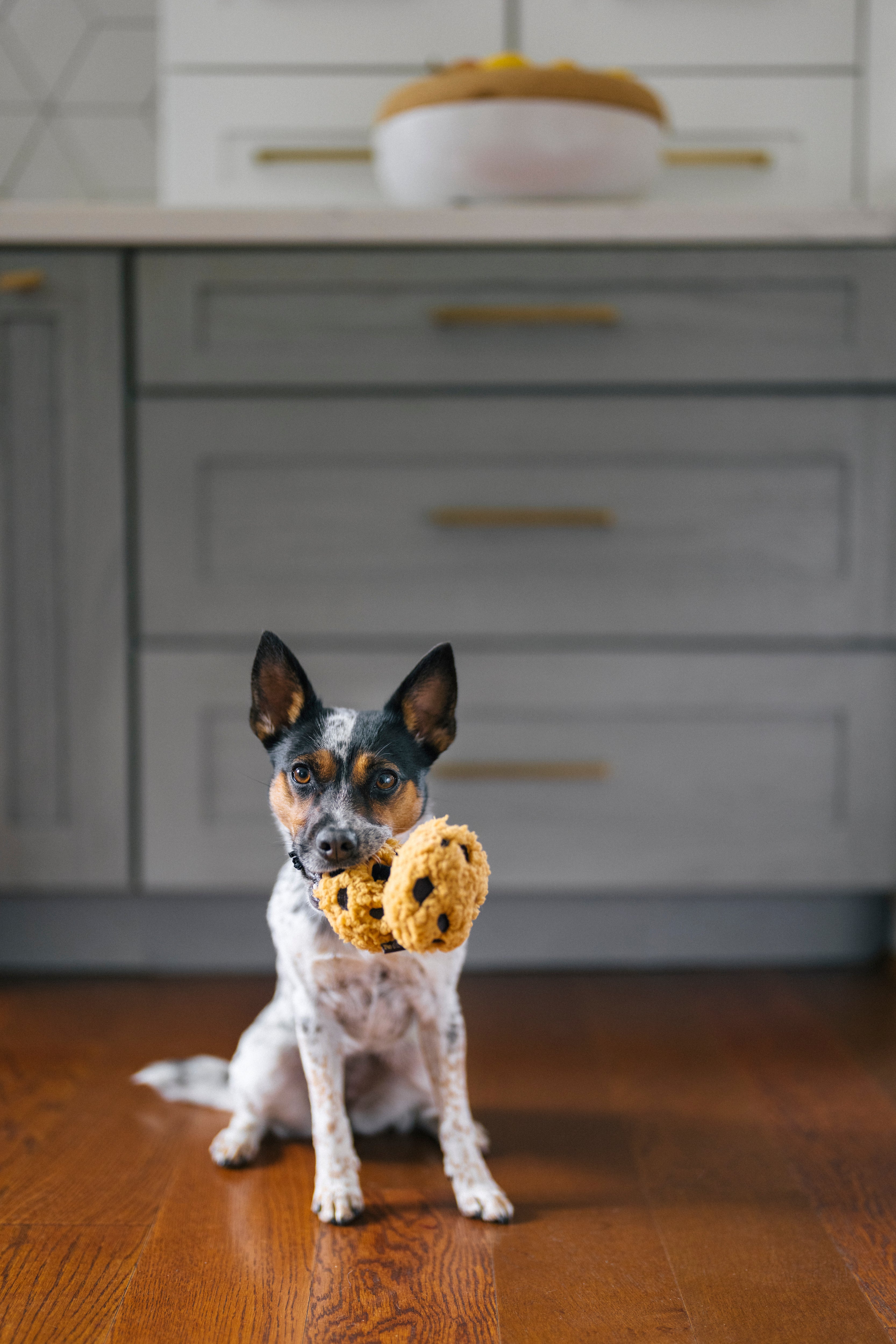 P.L.A.Y. Pup Cup Cafe Squeaky Plush Dog toys, Cookies n' Treats (mini sized)