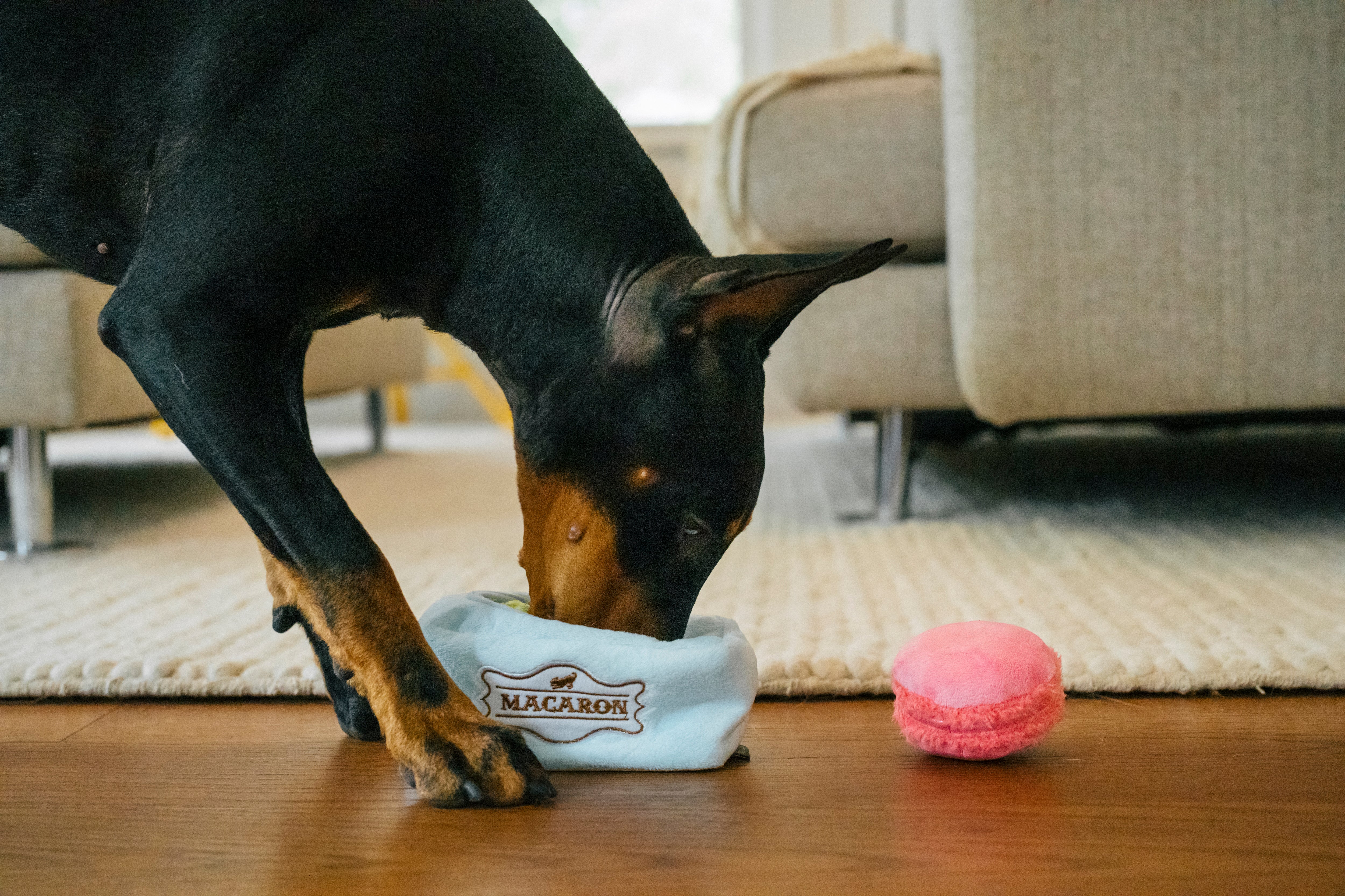 P.L.A.Y. Pup Cup Cafe Squeaky Plush Dog toys, Mutt-a-rons (mini sized)